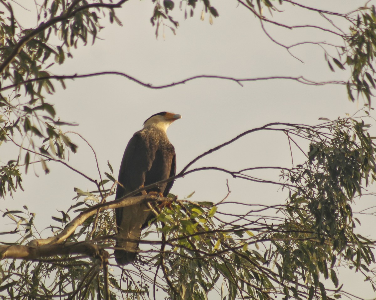 Crested Caracara (Southern) - ML617785007