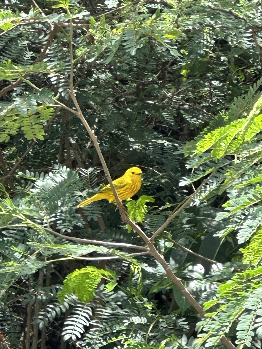 Yellow Warbler - ML617785012