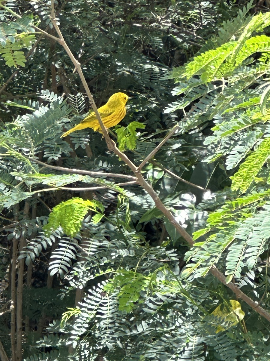 Yellow Warbler - ML617785014