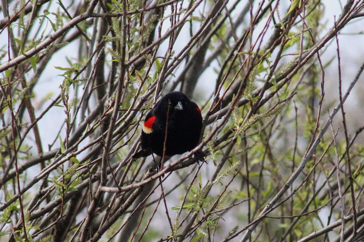 Red-winged Blackbird (Red-winged) - James Teitgen