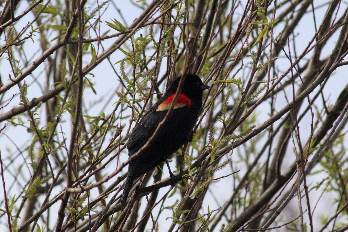 Red-winged Blackbird (Red-winged) - ML617785030