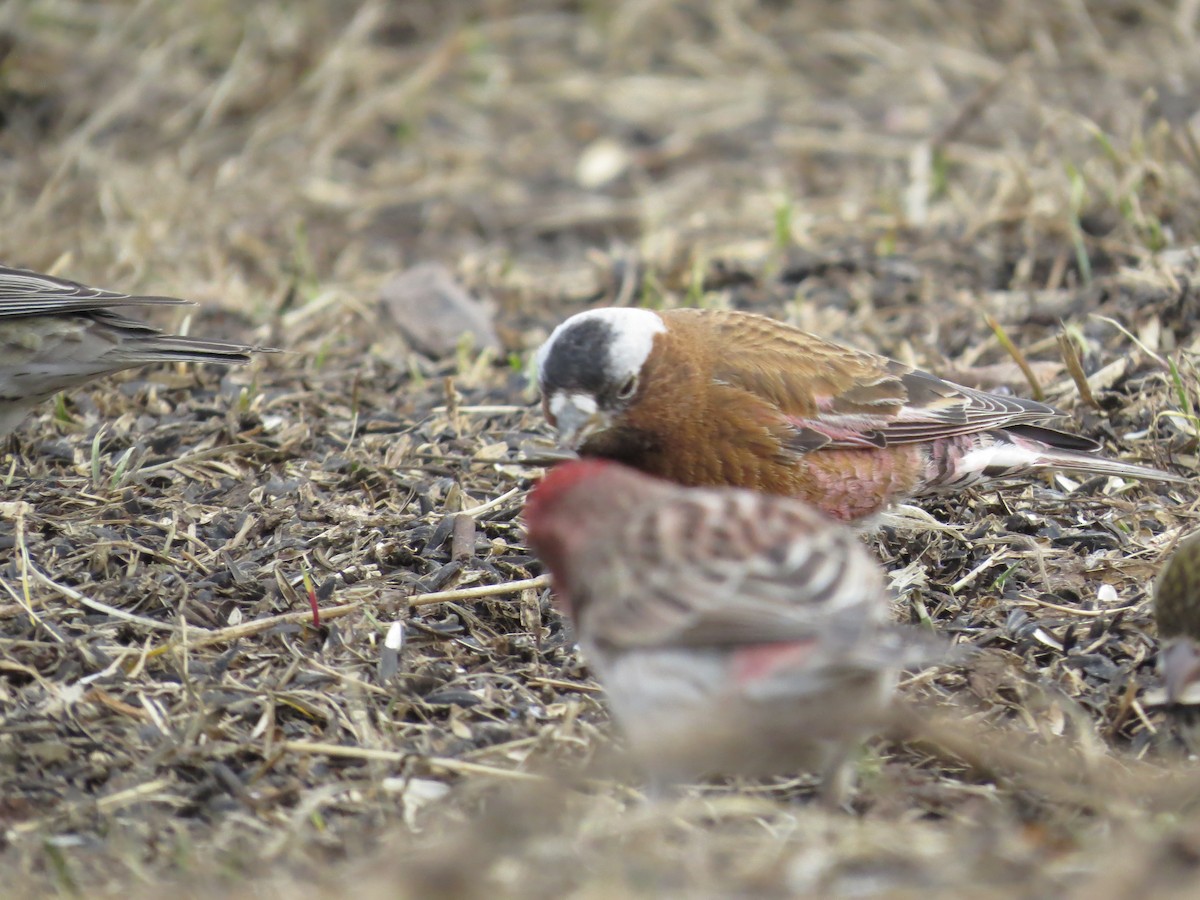 Gray-crowned Rosy-Finch (Gray-crowned) - ML617785032