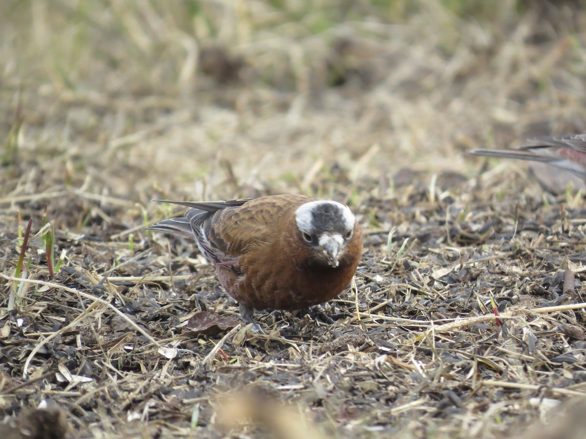 Gray-crowned Rosy-Finch (Gray-crowned) - ML617785033