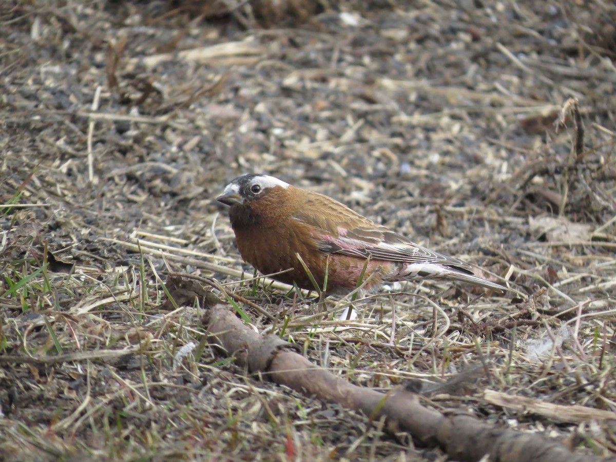 Gray-crowned Rosy-Finch (Gray-crowned) - ML617785034