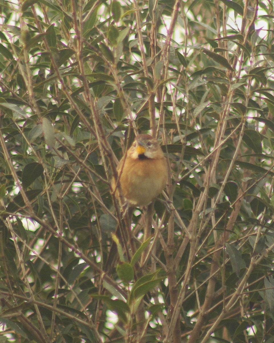Chotoy Spinetail - ML617785057