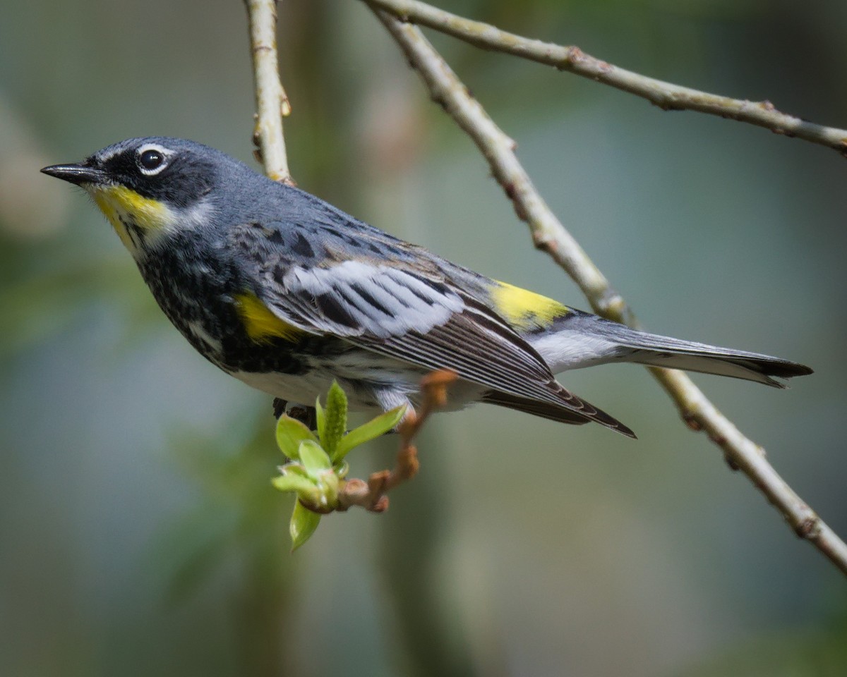 Yellow-rumped Warbler (Myrtle x Audubon's) - ML617785079