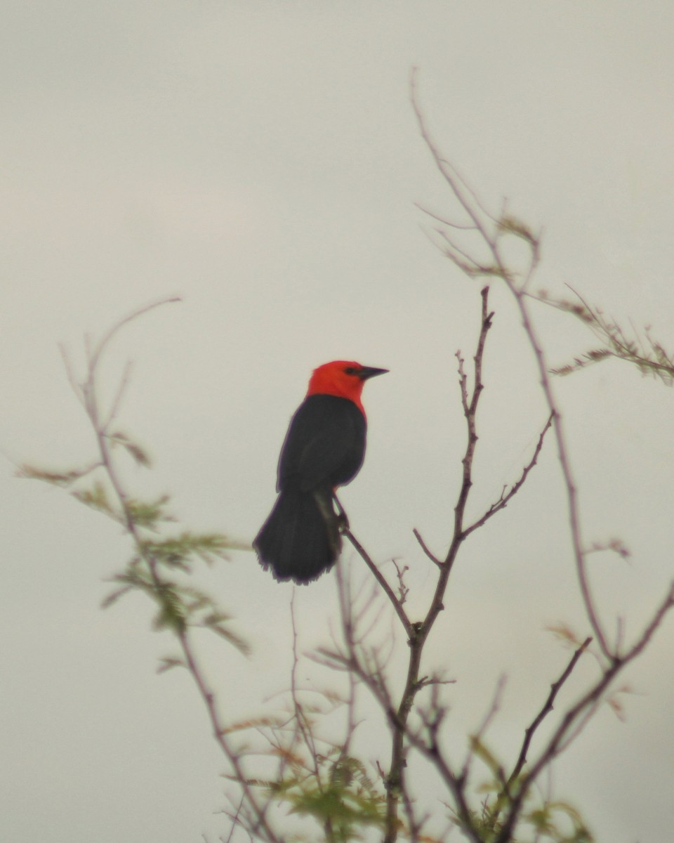 Scarlet-headed Blackbird - ML617785150