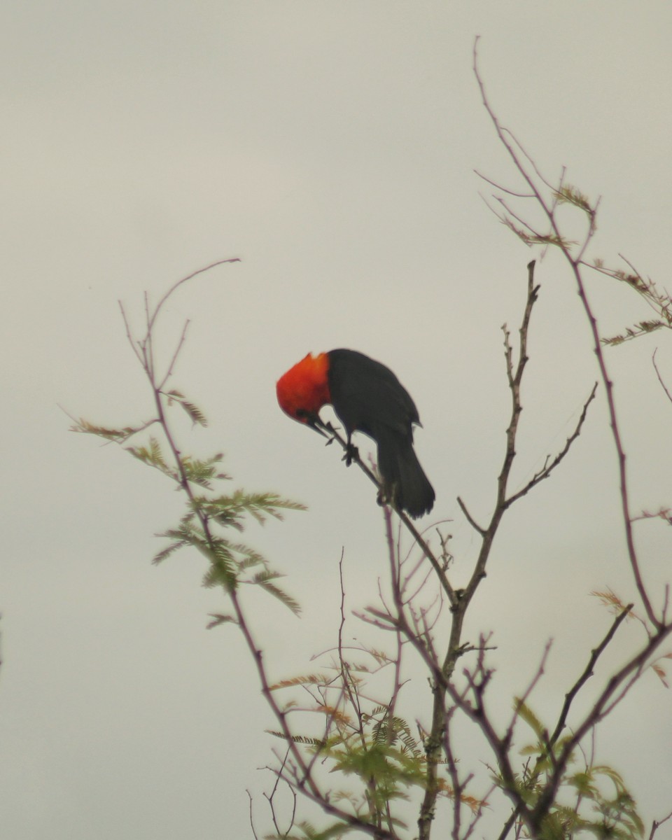 Scarlet-headed Blackbird - ML617785151