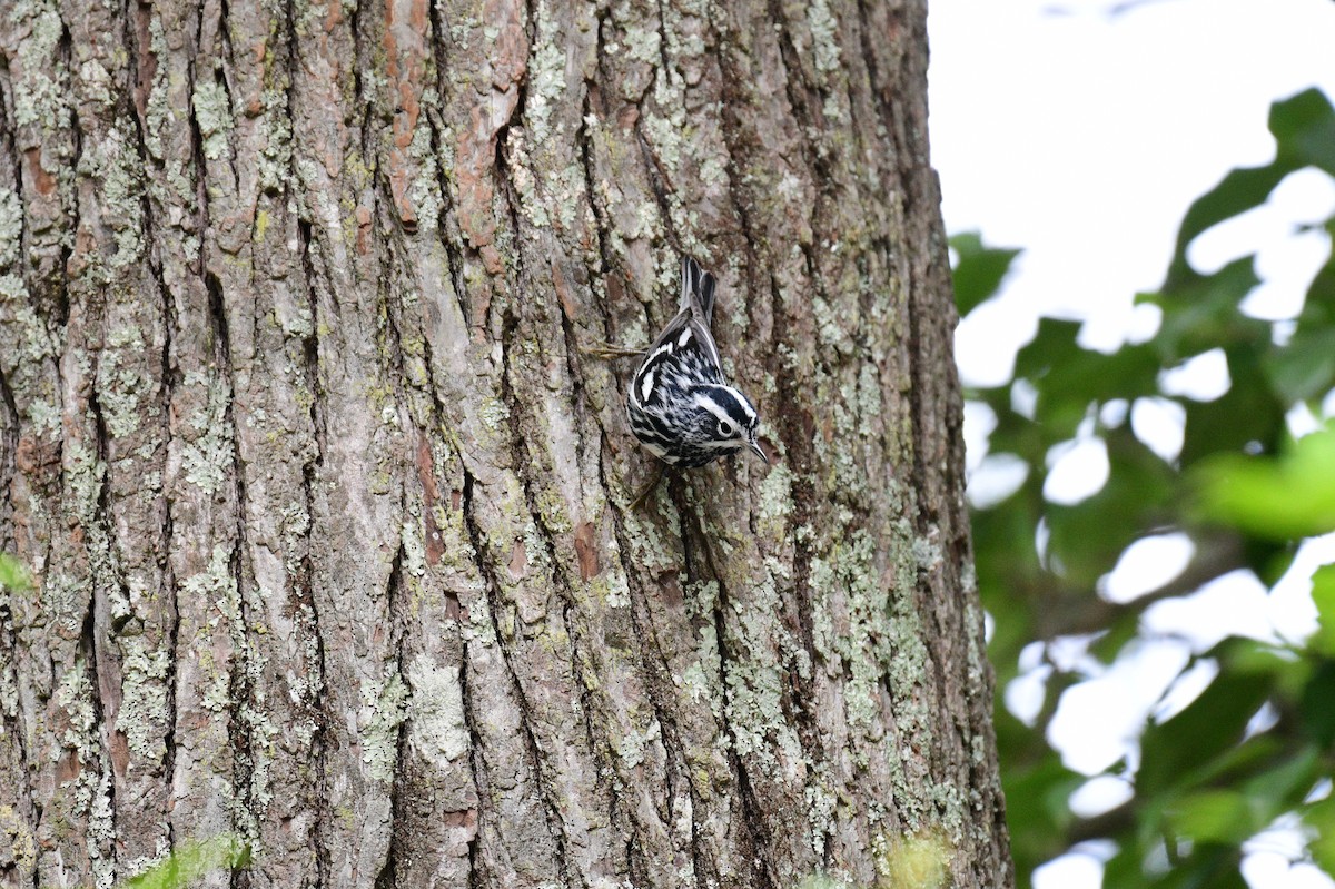 Black-and-white Warbler - ML617785242