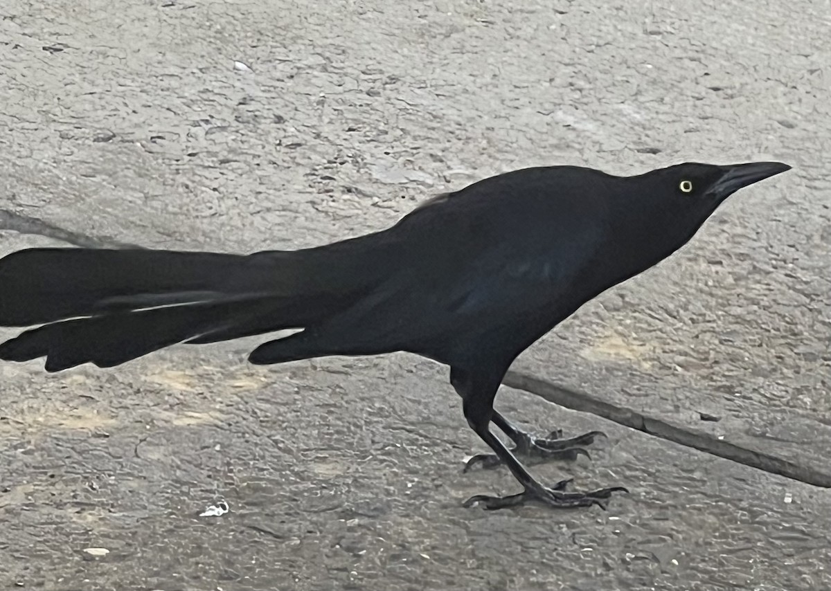 Great-tailed Grackle - ML617785262