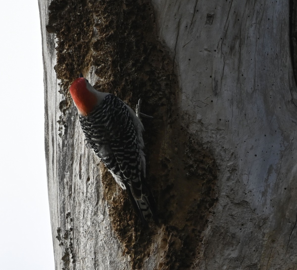 Red-bellied Woodpecker - ML617785274