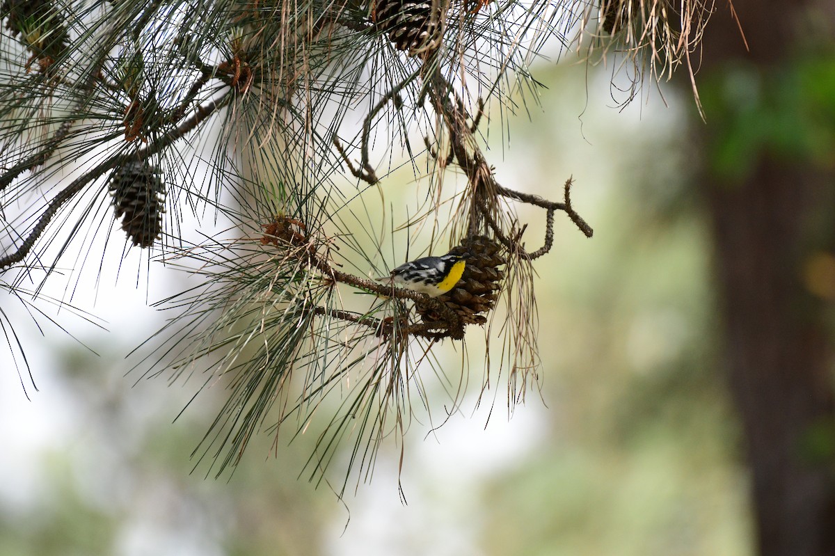 Yellow-throated Warbler - ML617785317