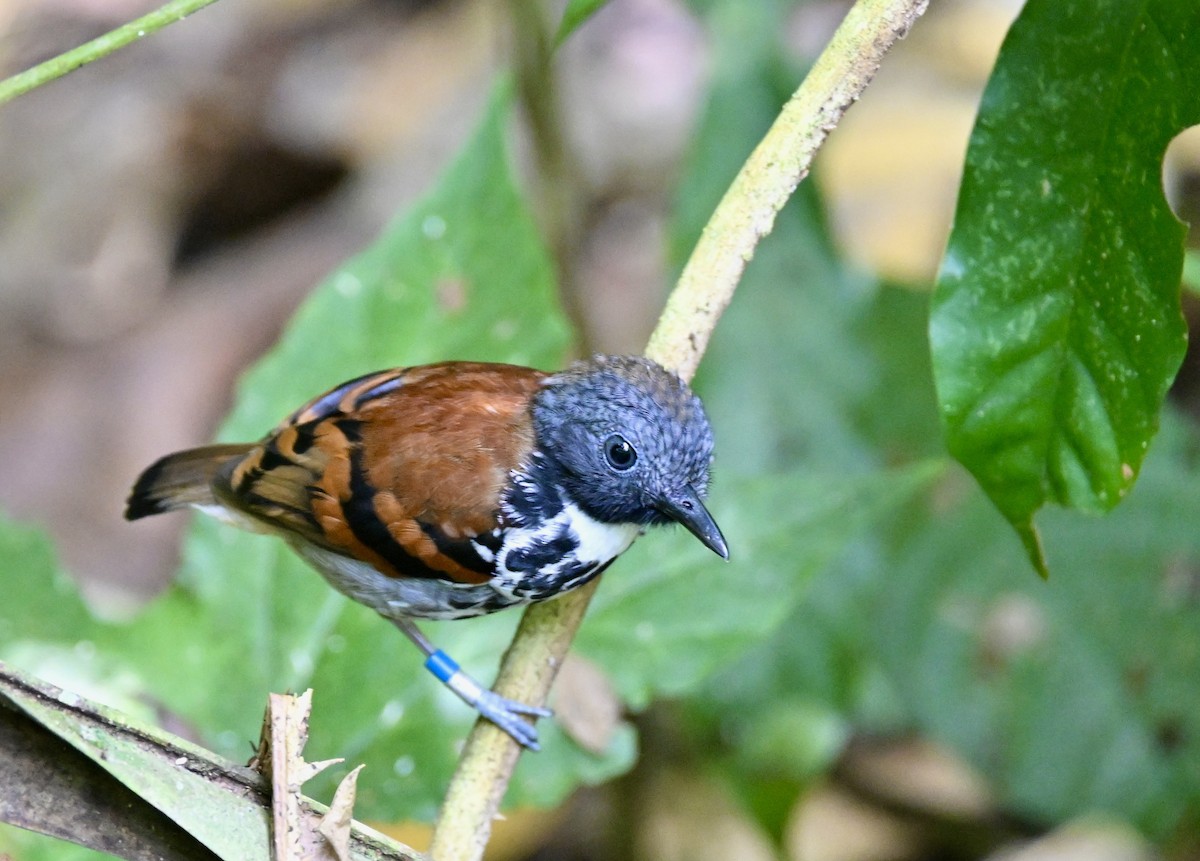 Spotted Antbird - ML617785326