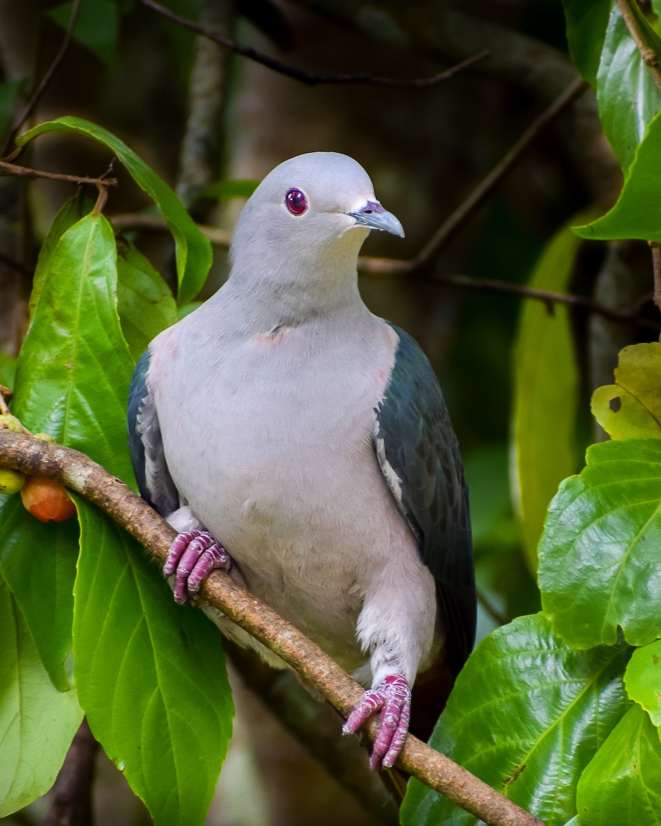 Green Imperial-Pigeon - ML617785357
