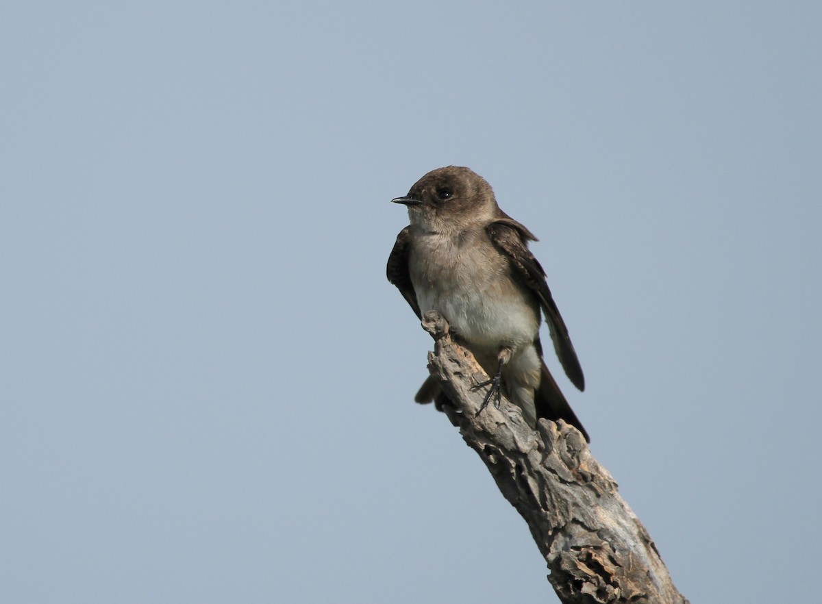Northern Rough-winged Swallow - ML617785391