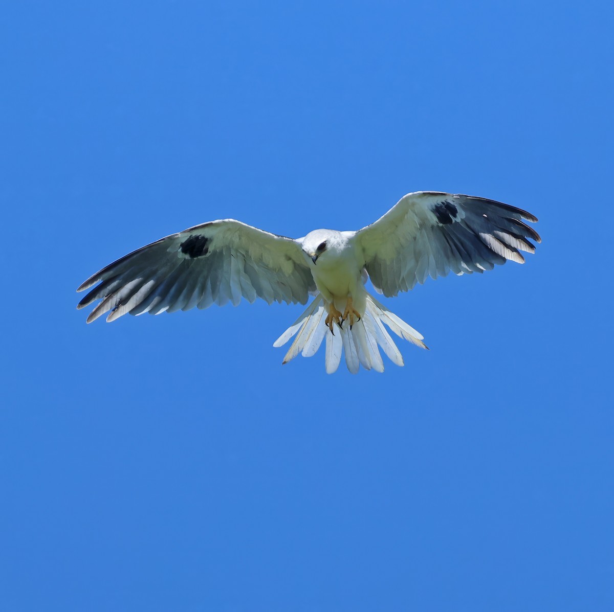 White-tailed Kite - ML617785430