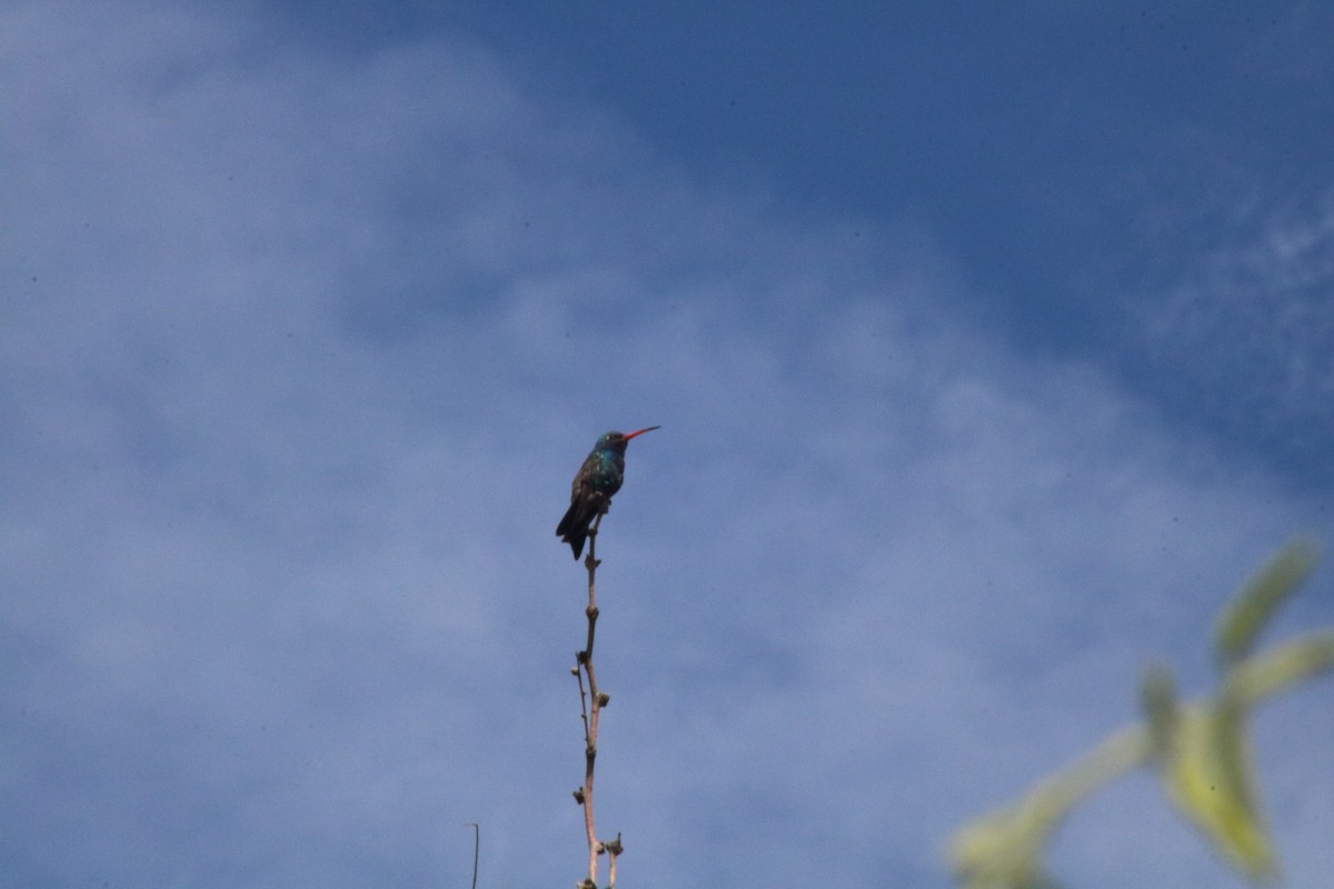 Broad-billed Hummingbird - ML617785481