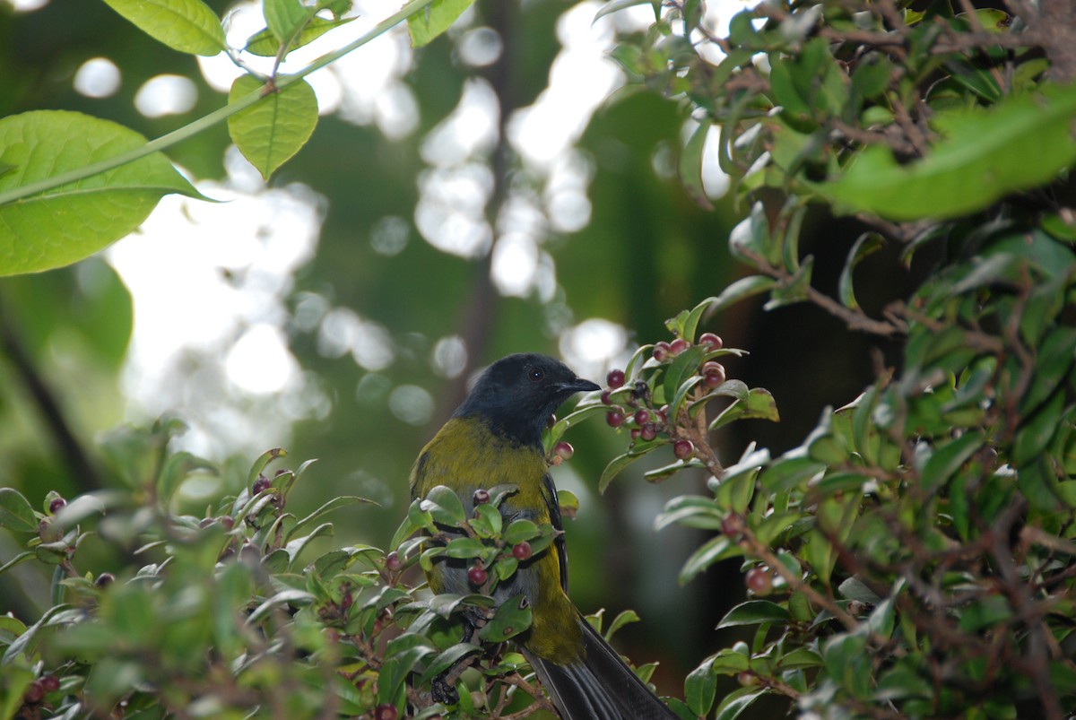 Black-and-yellow Silky-flycatcher - ML617785513