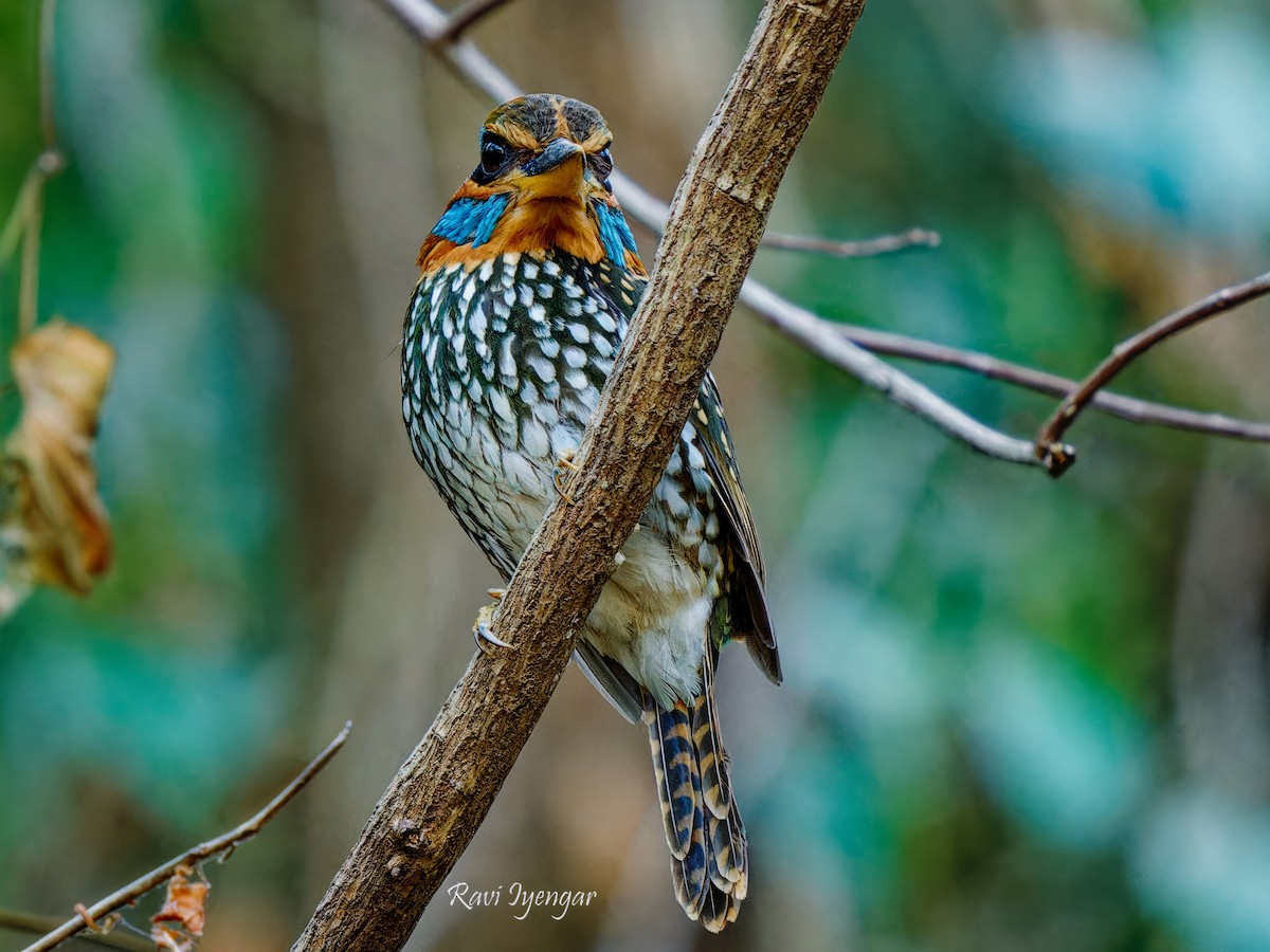 Spotted Kingfisher - ML617785521