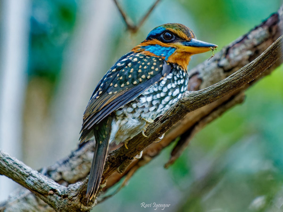 Spotted Kingfisher - ML617785528