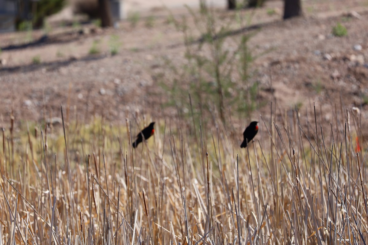 Red-winged Blackbird - ML617785536
