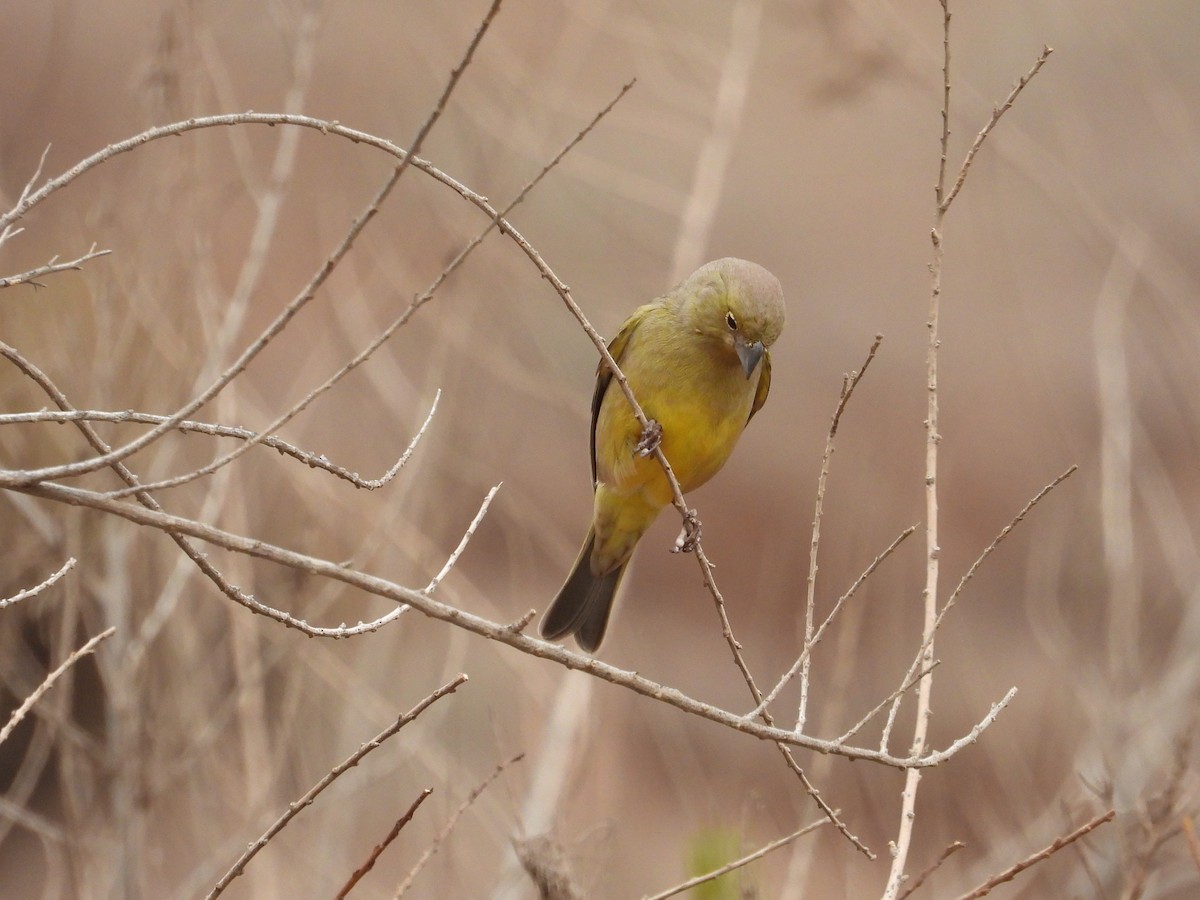 Greenish Yellow-Finch - Saskia Hostens