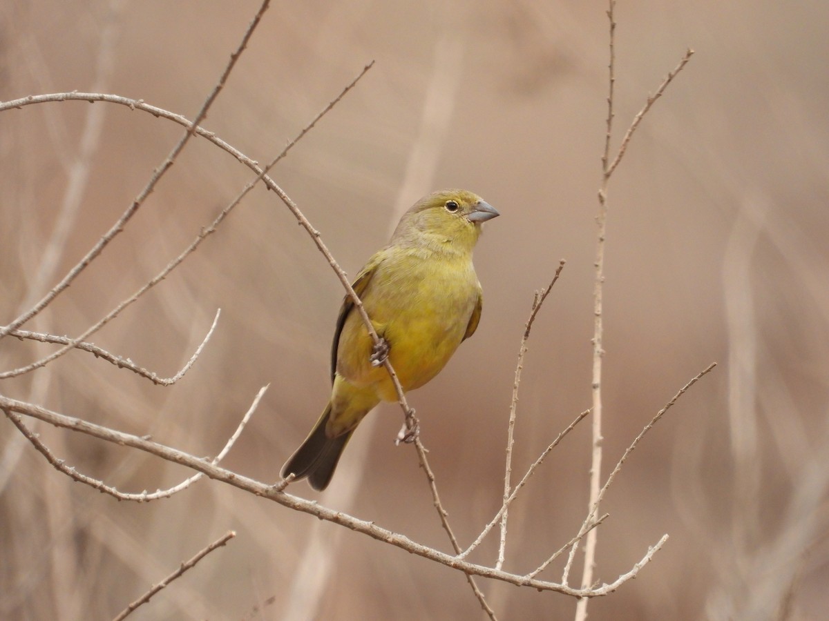 Greenish Yellow-Finch - ML617785580