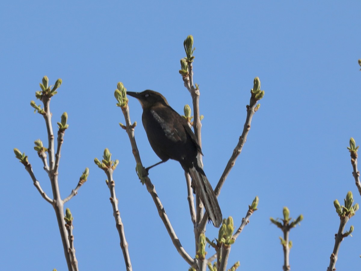 Great-tailed Grackle - ML617785592
