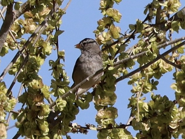 White-crowned Sparrow - ML617785654