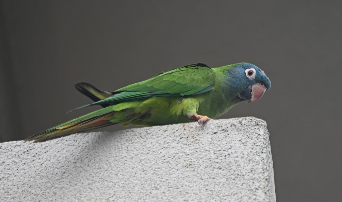 Blue-crowned Parakeet - Paula Gatrell