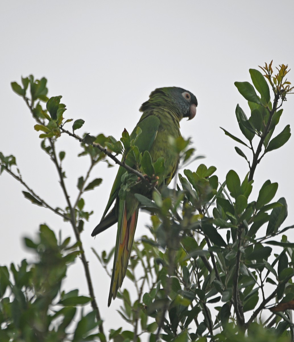 Blue-crowned Parakeet - Paula Gatrell