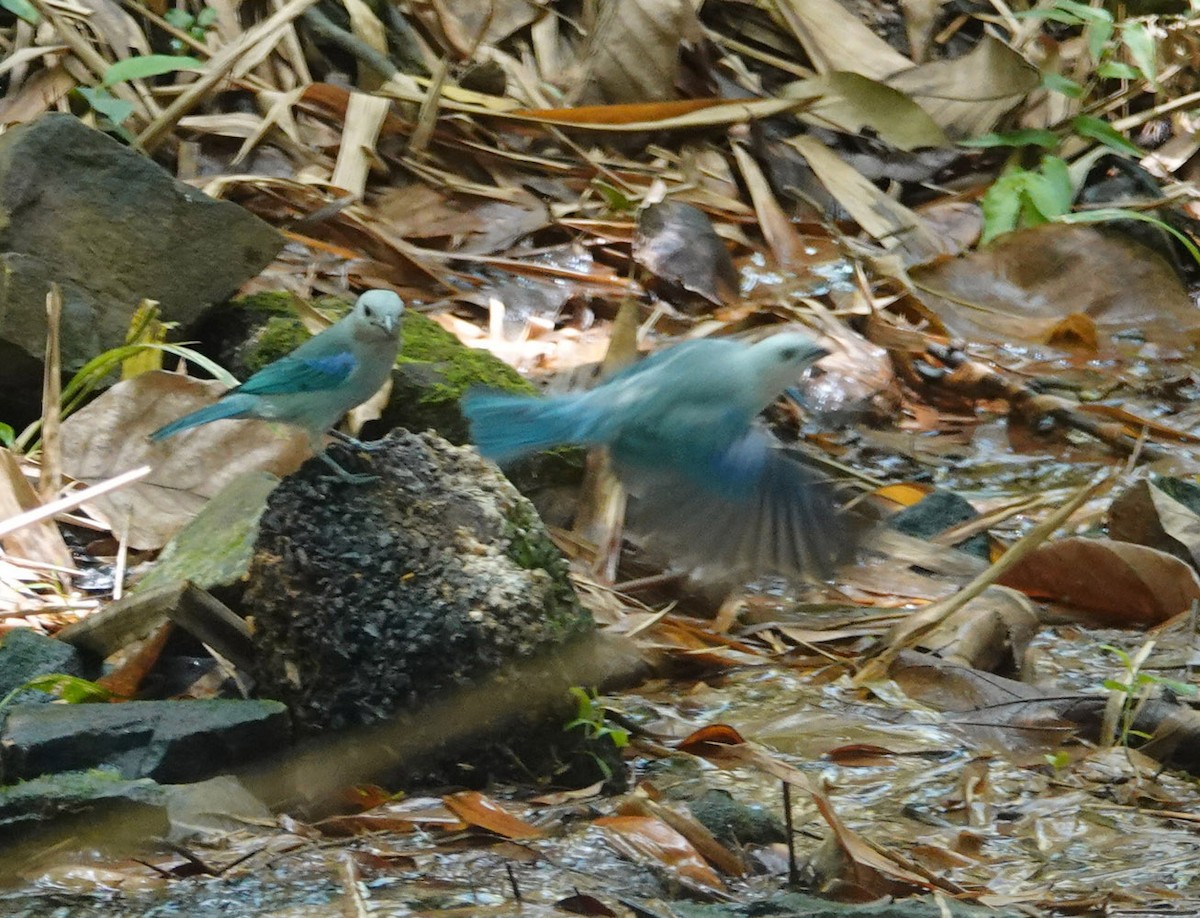 Blue-gray Tanager - ML617785700
