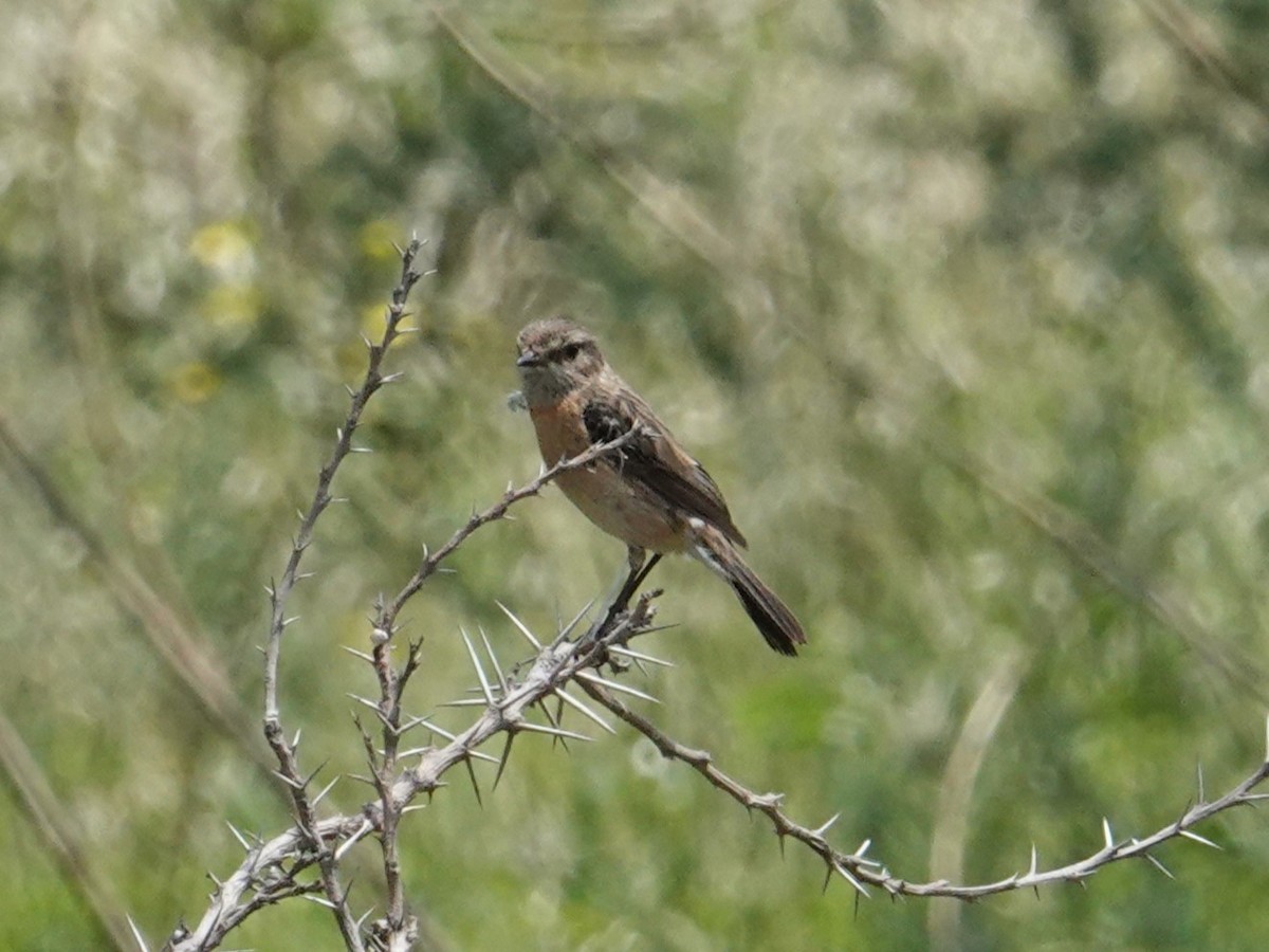 African Stonechat - ML617785740