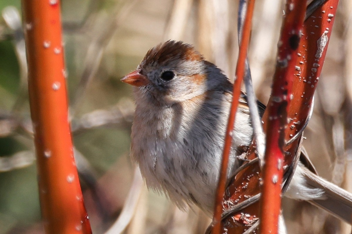 Field Sparrow - Denis Tétreault