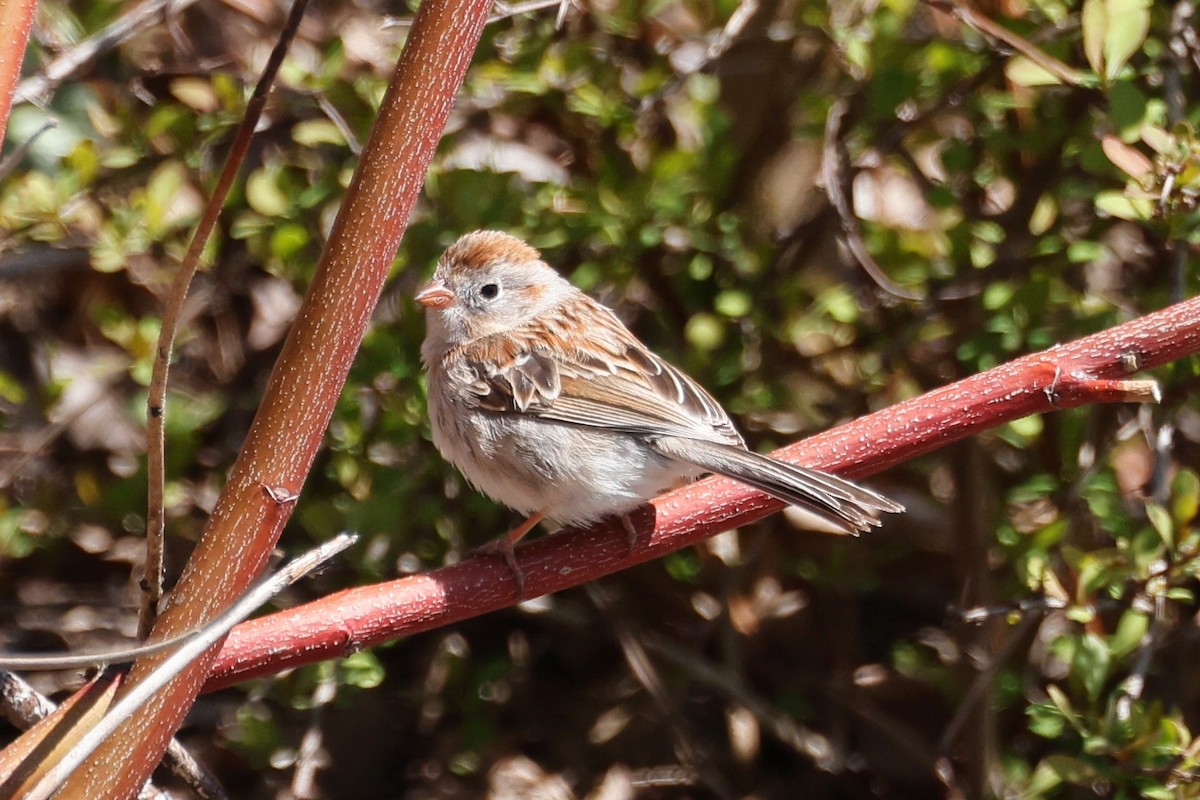 Field Sparrow - ML617785917