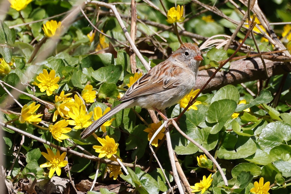 Field Sparrow - ML617785918
