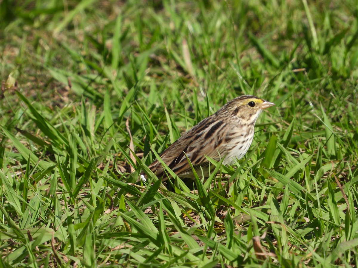 Savannah Sparrow - ML617785932
