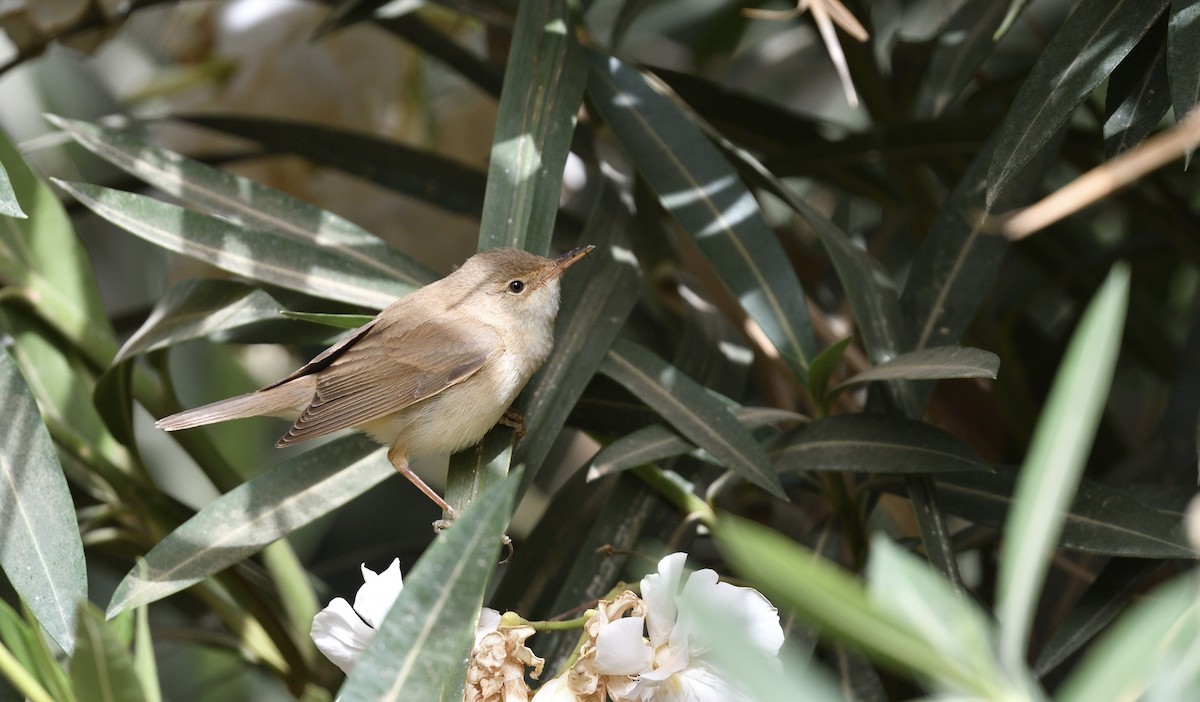 Common Reed Warbler - ML617786064
