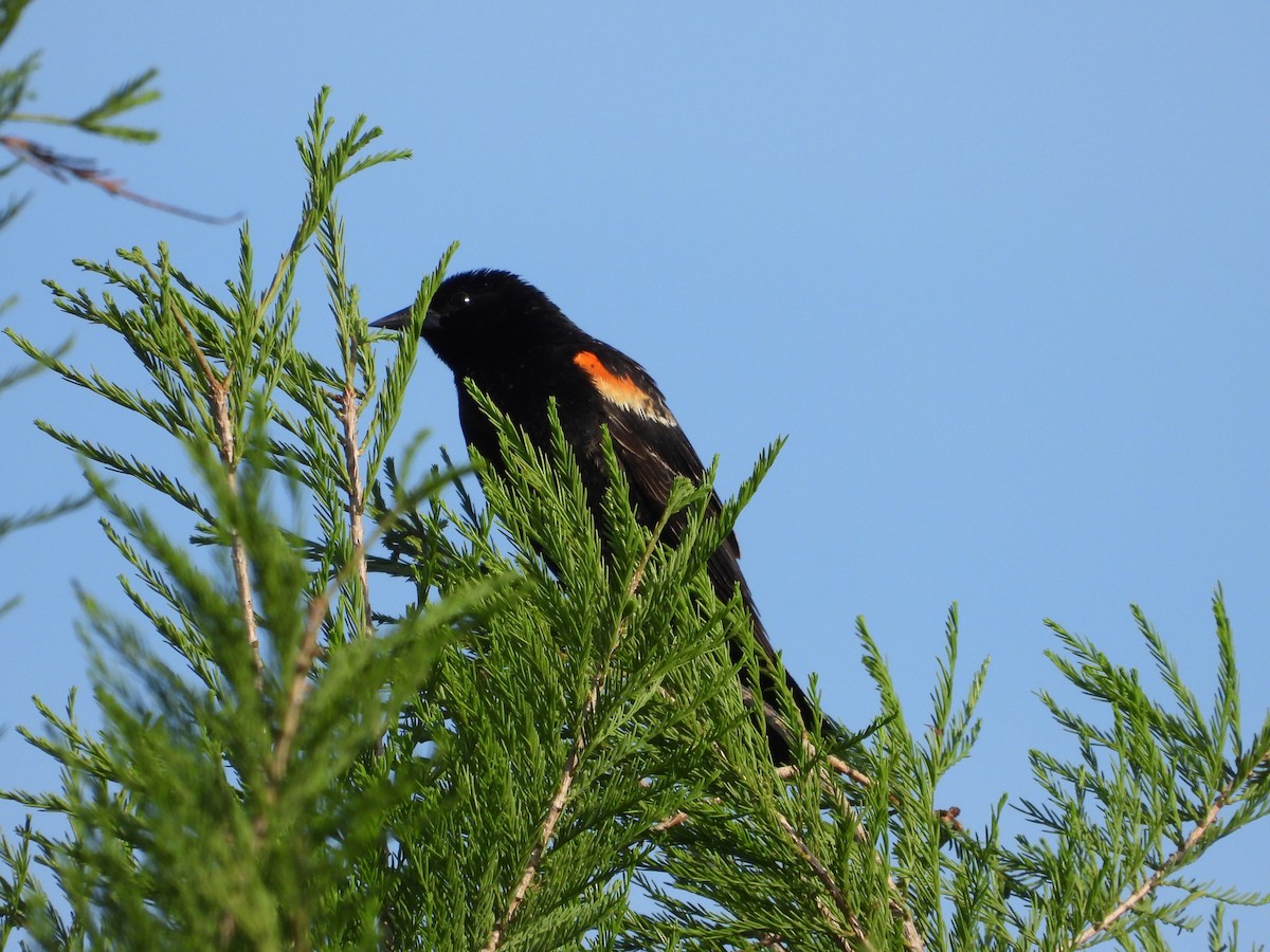 Red-winged Blackbird - ML617786156