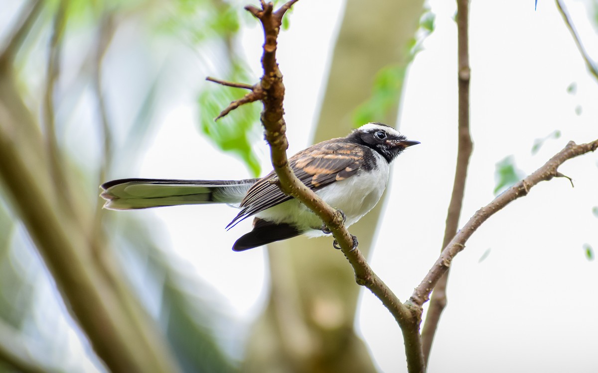 White-browed Fantail - ML617786158
