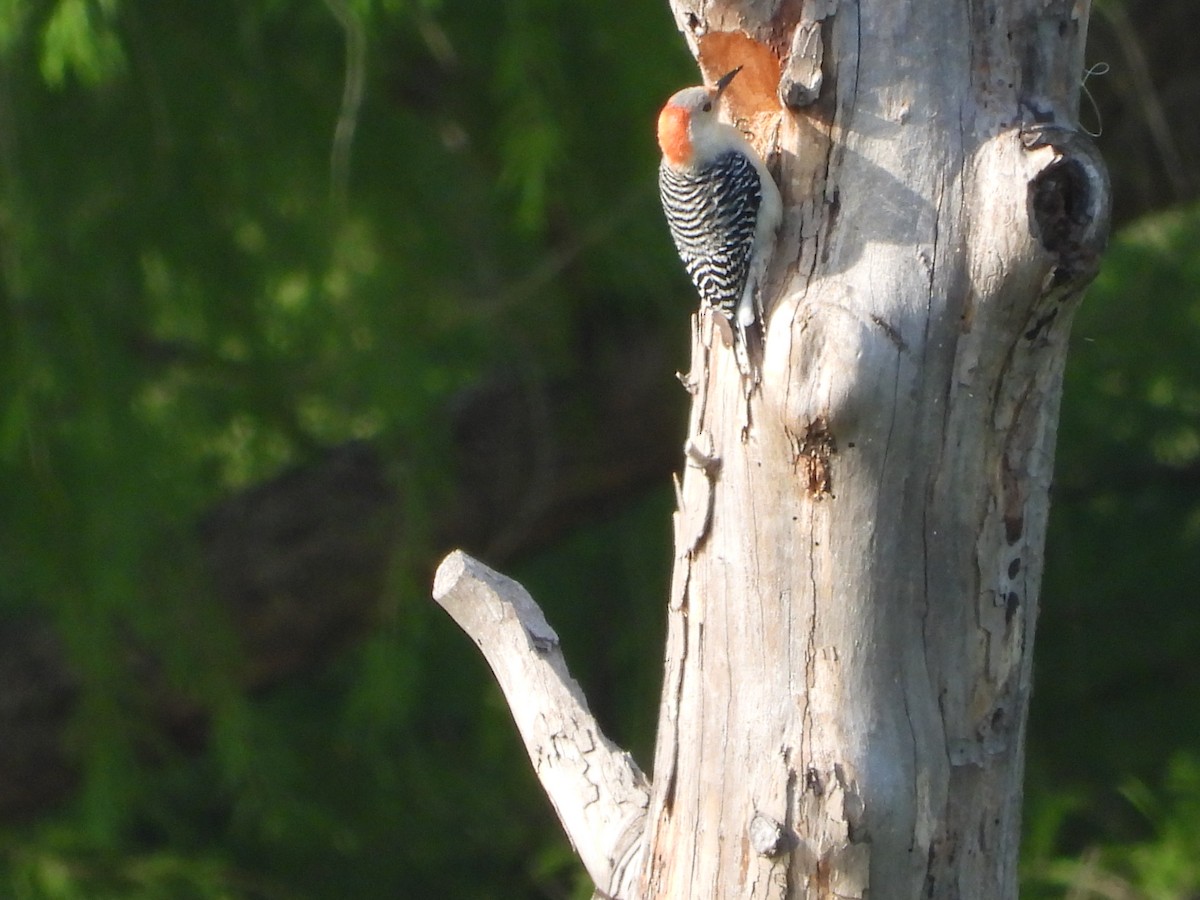 Red-bellied Woodpecker - Vidhya Sundar