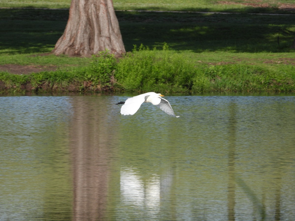 Great Egret - Vidhya Sundar
