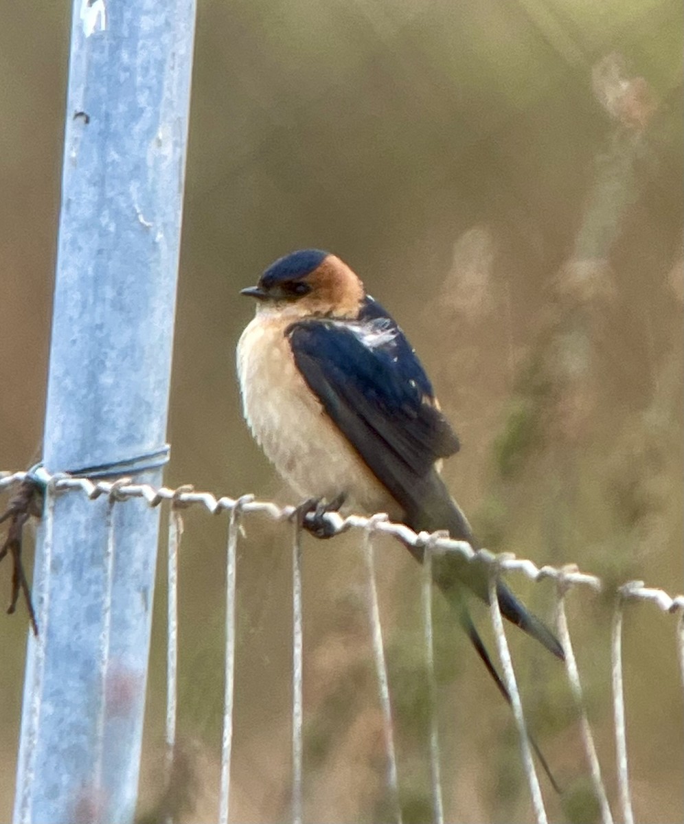 Red-rumped Swallow - ML617786237