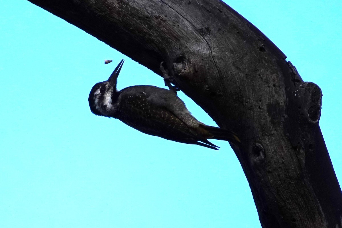 Bearded Woodpecker - ML617786251