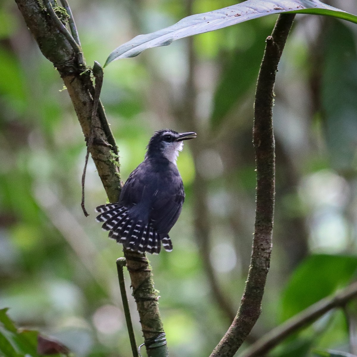 White-throated Antbird - Marco Costa