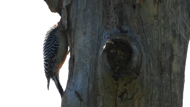 Red-bellied Woodpecker - ML617786286