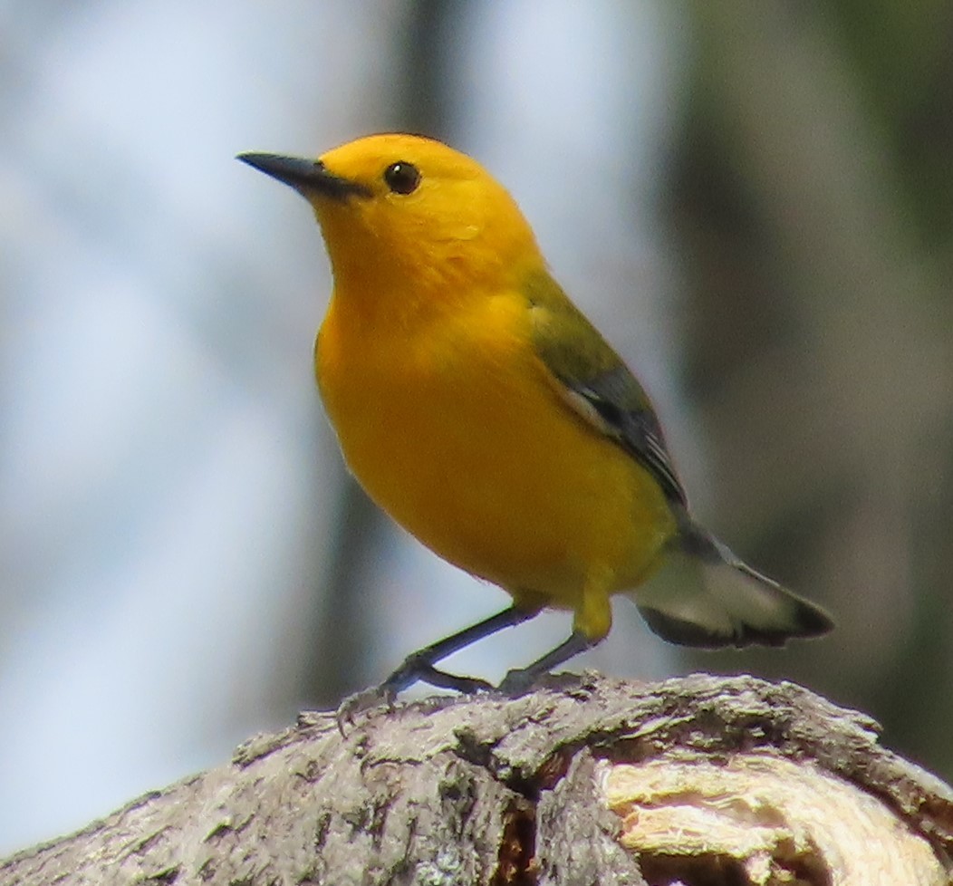 Prothonotary Warbler - ML617786293