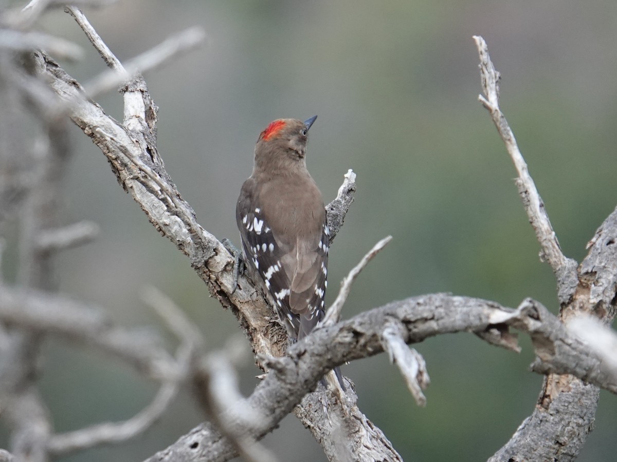 Arabian Woodpecker - ML617786301
