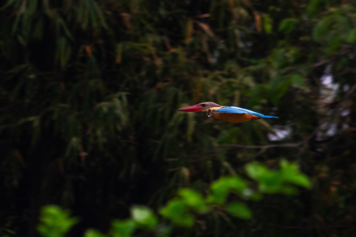 Stork-billed Kingfisher - Dipankar Dev