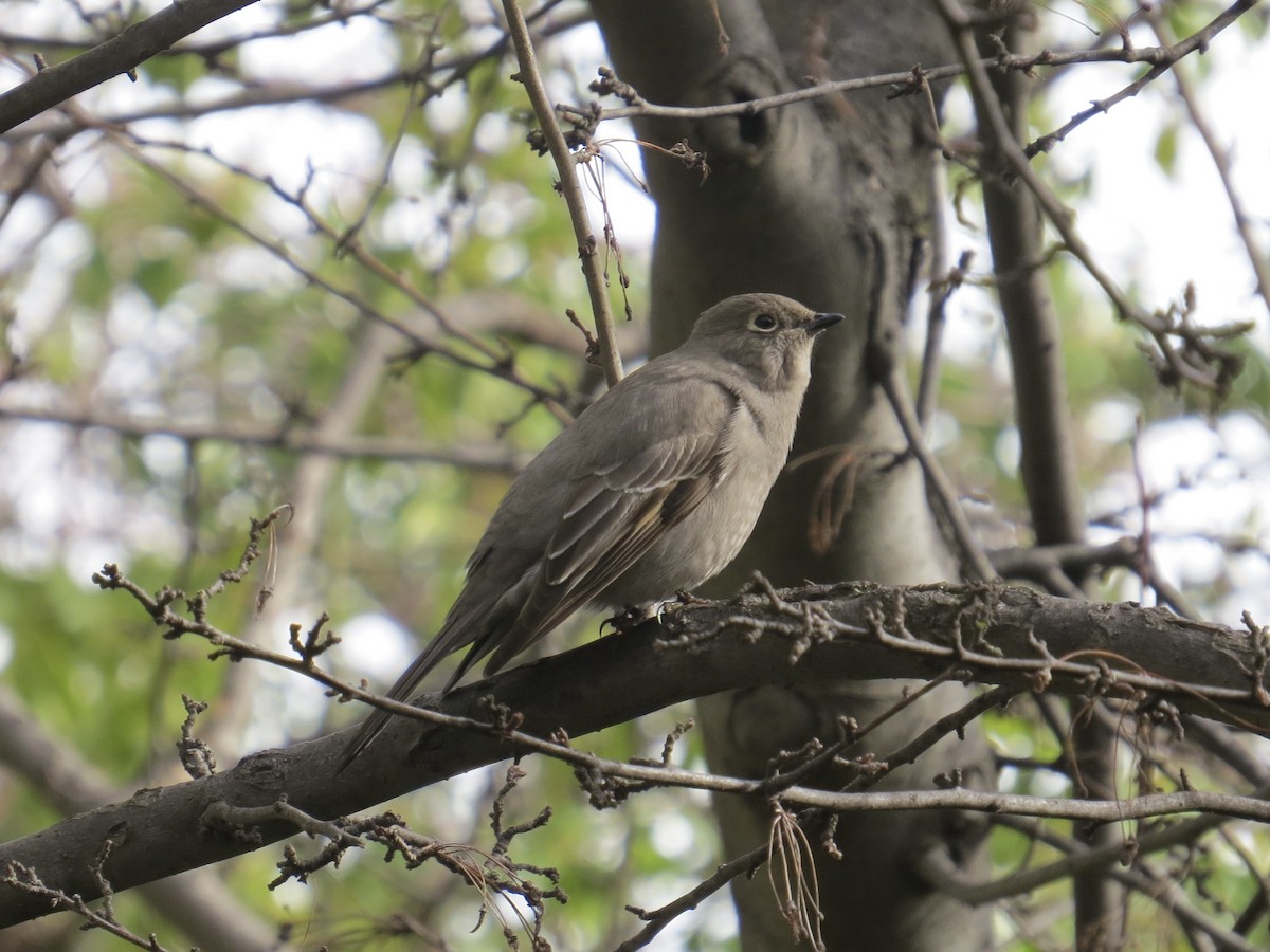 Townsend's Solitaire - ML617786356